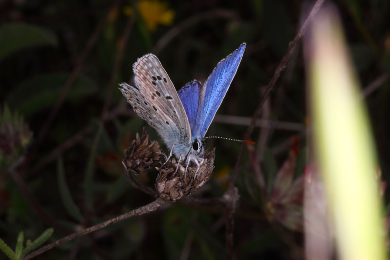 Identificazione Licenide