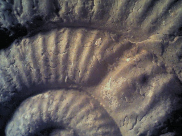 Ammonite  sp.