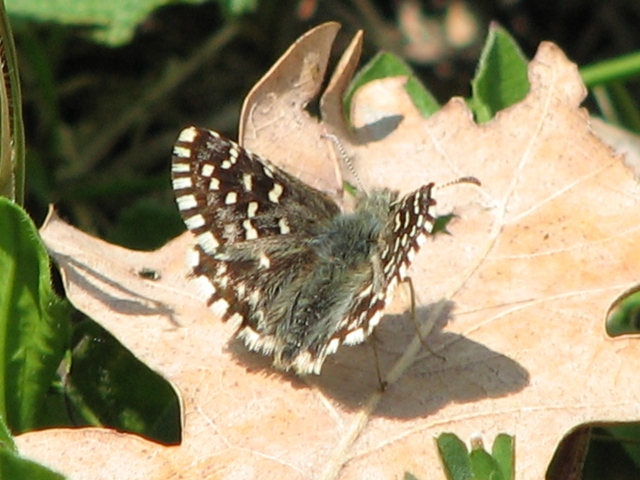 Hesperiidae: Pyrgus armoricanus ? No, Pyrgus malvoides