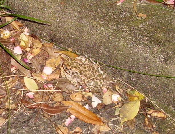 Rospo smeraldino in giardino - Bufotes balearicus