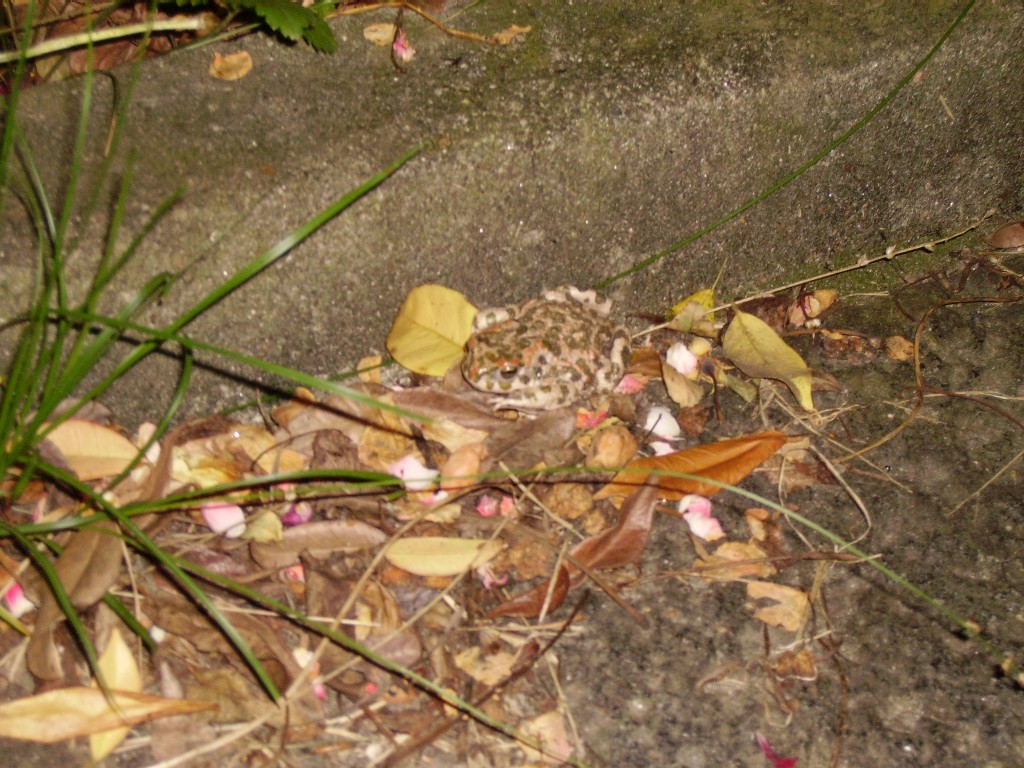 Rospo smeraldino in giardino - Bufotes balearicus