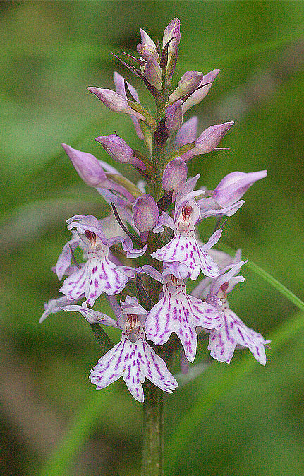 Dactylorhiza fuchsii (D. maculata) - Cephalanthra longifolia