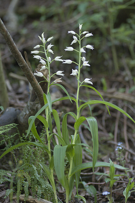 Dactylorhiza fuchsii (D. maculata) - Cephalanthra longifolia