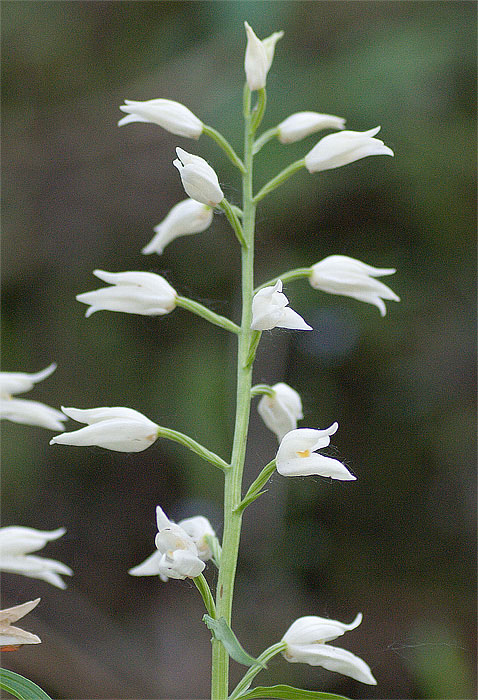 Dactylorhiza fuchsii (D. maculata) - Cephalanthra longifolia