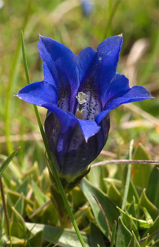 Gentiana clusii / Genziana di Clusius