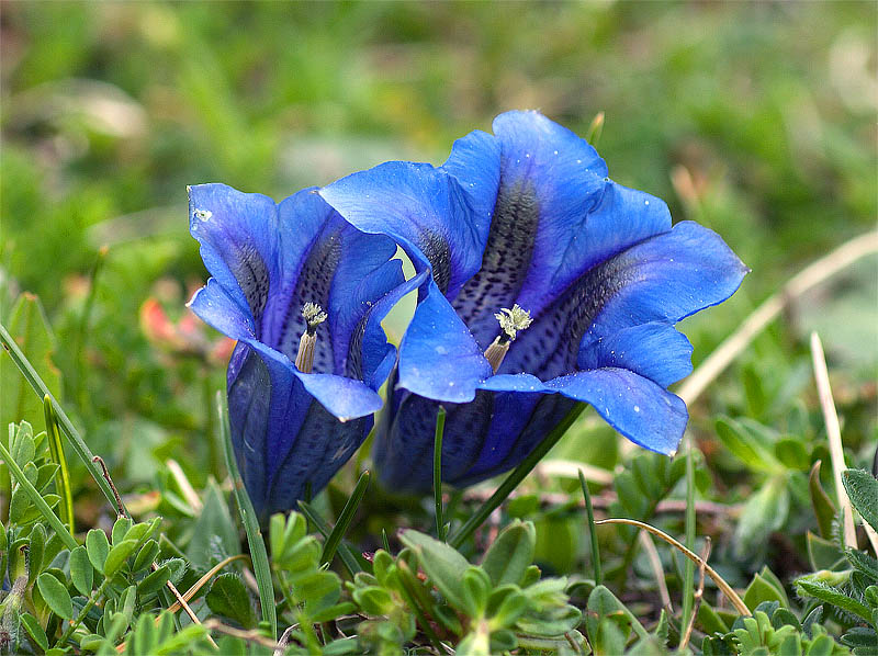 Gentiana clusii / Genziana di Clusius