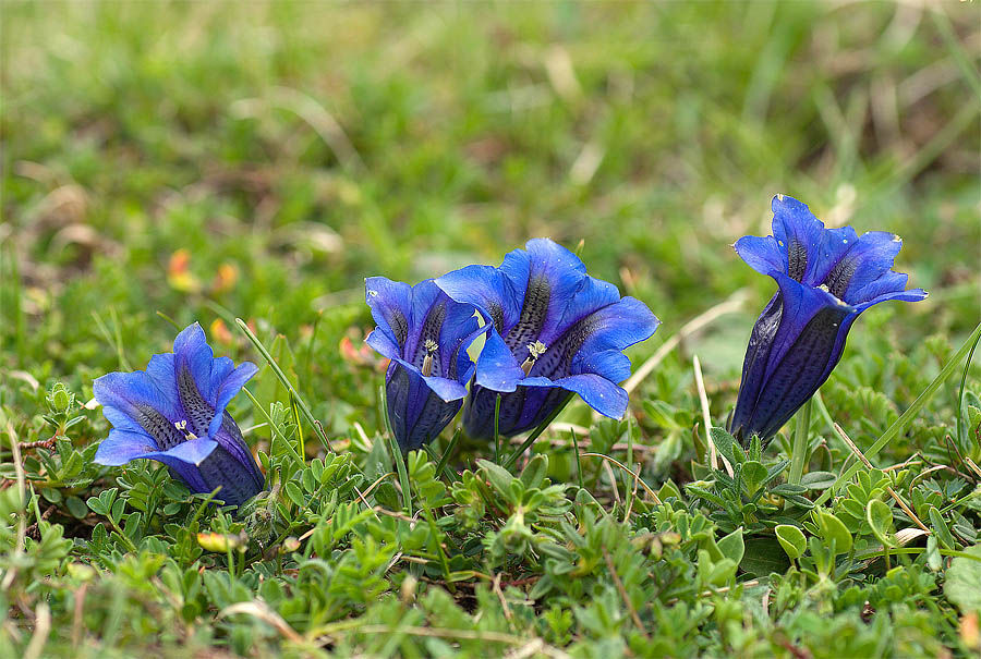 Gentiana clusii / Genziana di Clusius