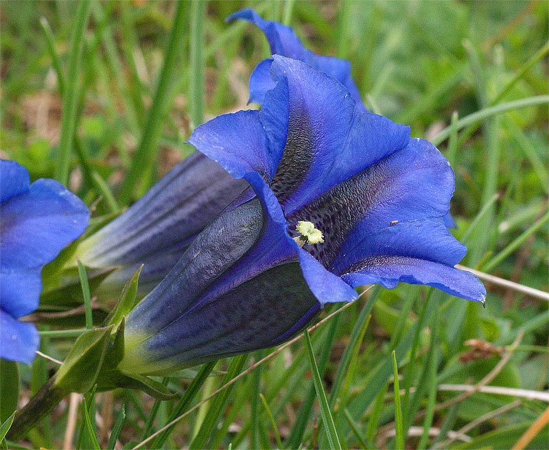 Gentiana clusii / Genziana di Clusius