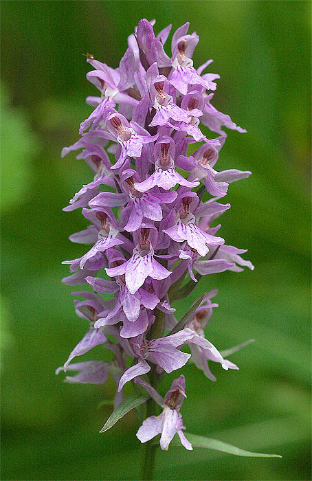 Dactylorhiza maculata