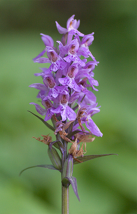 Dactylorhiza maculata