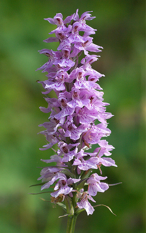 Dactylorhiza maculata