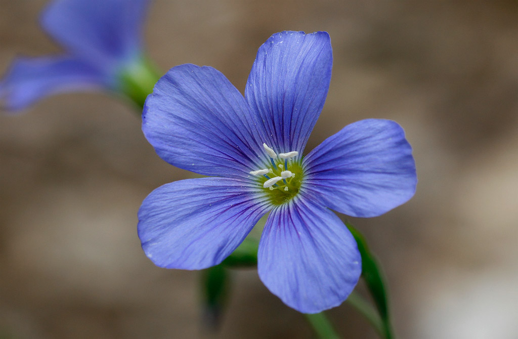 Linum alpinum