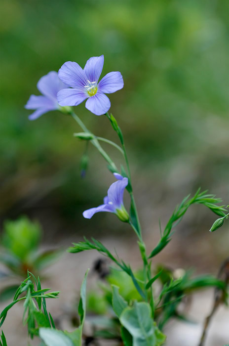 Linum alpinum