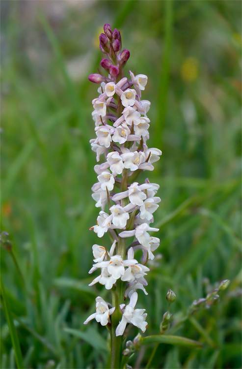 Gymnadenia Conopsea e G. odoratissima