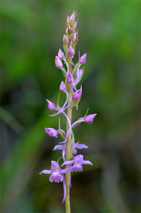 Gymnadenia Conopsea e G. odoratissima