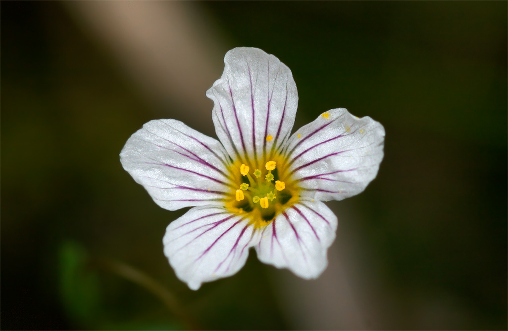 Linum catharticum / Lino purgativo