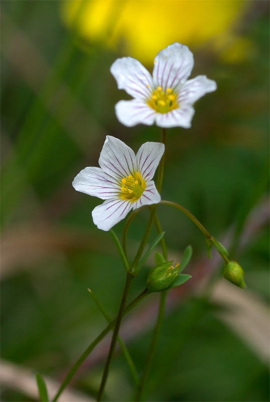 Linum catharticum / Lino purgativo