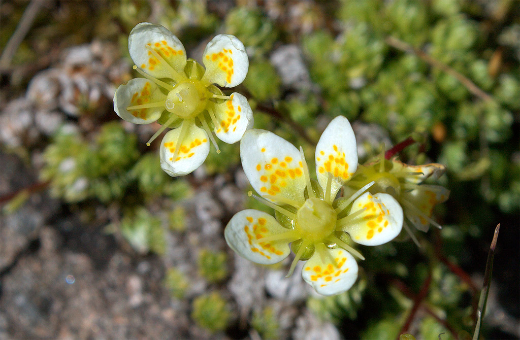 Saxifraga bryoides / Sassifraga brioide