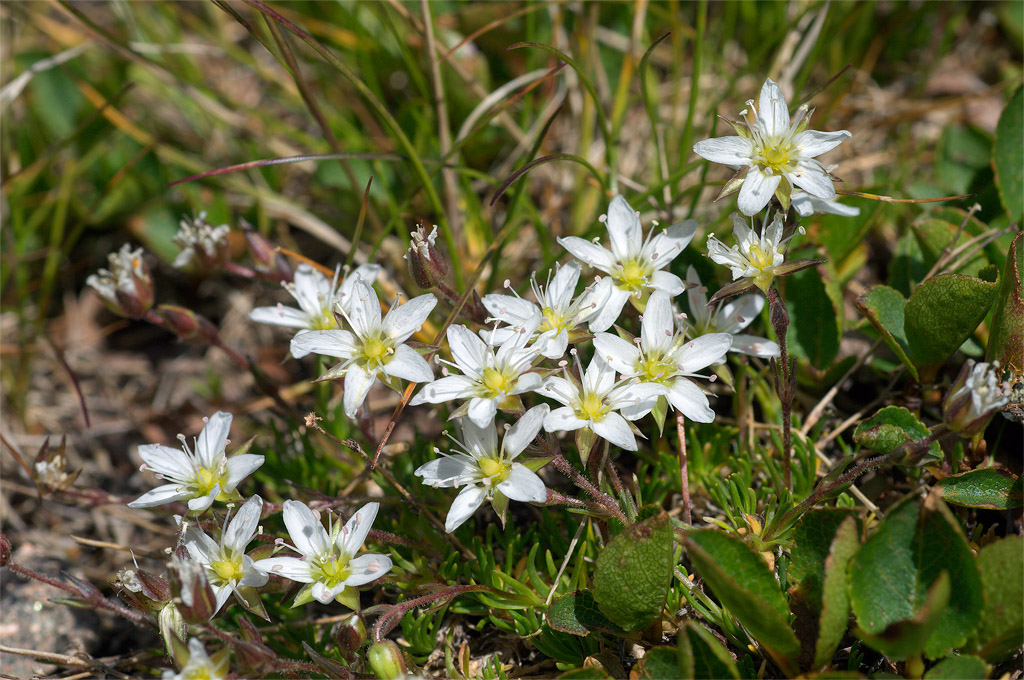 Minuartia recurva / Minuartia ricurva