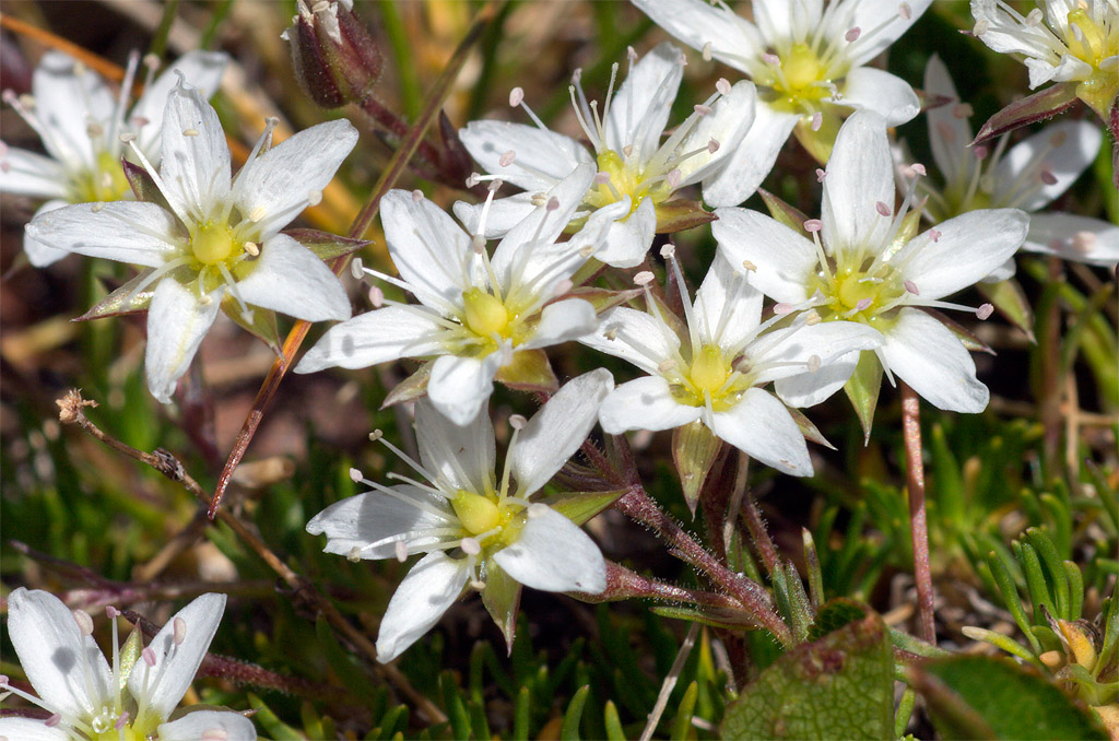 Minuartia recurva / Minuartia ricurva