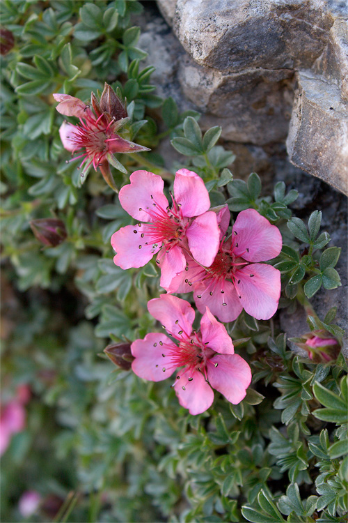 Potentilla nitida