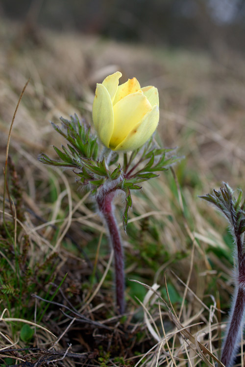 Anemone sulfureo ? no, Pulsatilla alpina subsp. apifolia