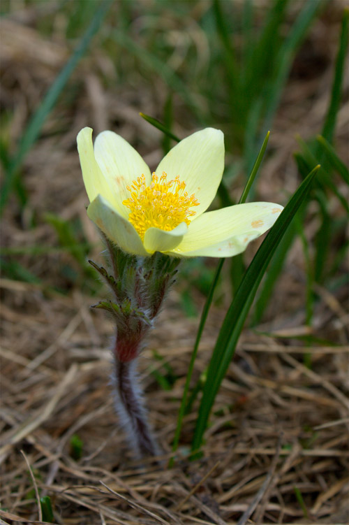 Anemone sulfureo ? no, Pulsatilla alpina subsp. apifolia