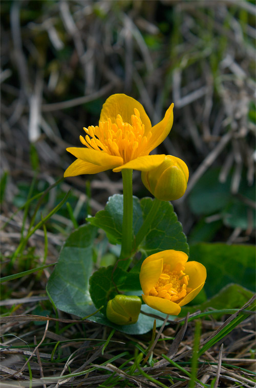 Alto Adige - Caltha palustris