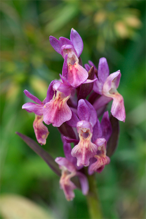 Di che orchidea si tratta ?