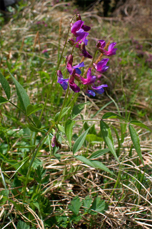 Lathyrus vernus / Cicerchia primaticcia