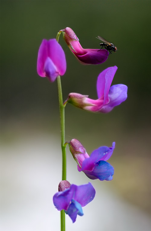 Lathyrus vernus / Cicerchia primaticcia