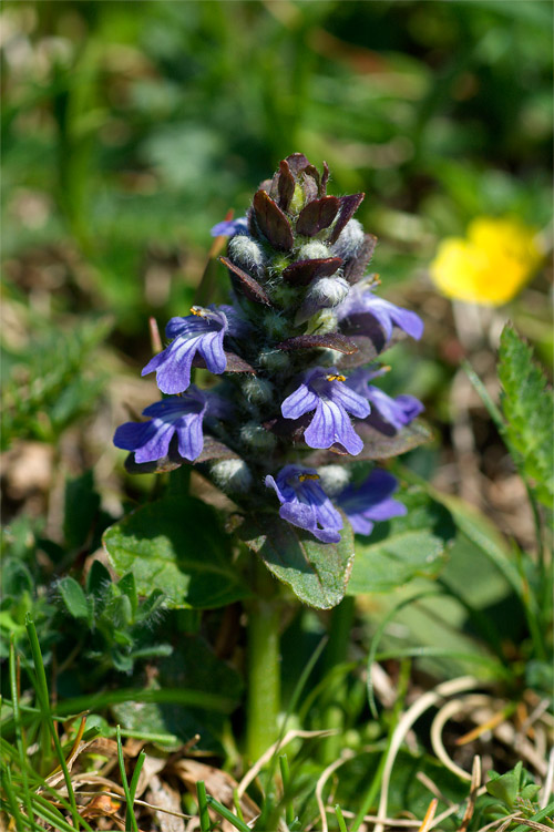 Altro fiore sul Monte Baldo - Ajuga reptans