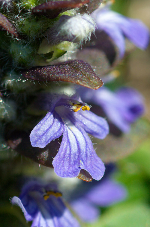 Altro fiore sul Monte Baldo - Ajuga reptans