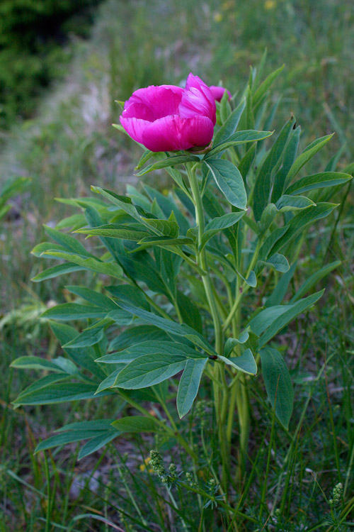 Monte Baldo - Peonia Officinalis