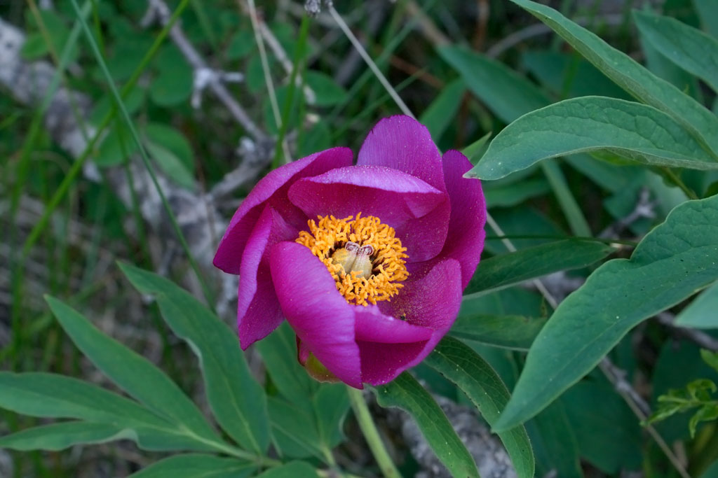 Monte Baldo - Peonia Officinalis