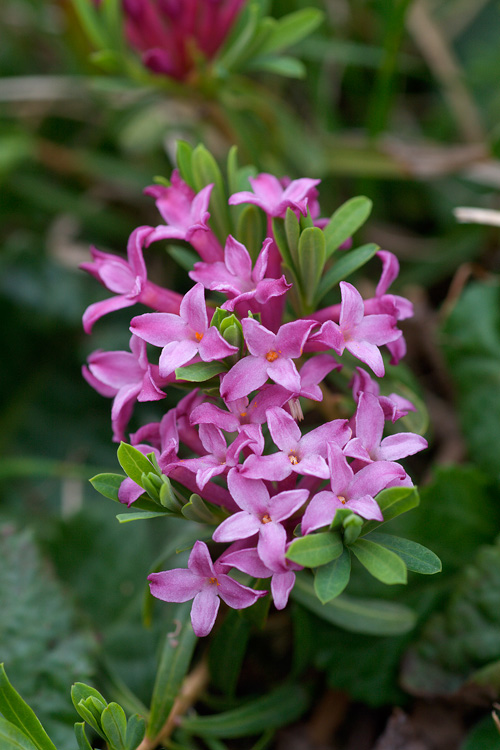 Daphne striata