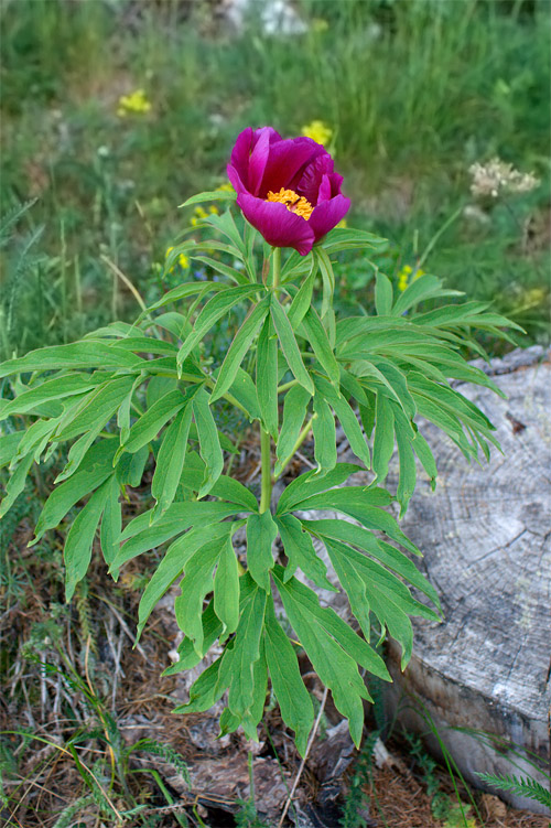 Monte Baldo - Peonia Officinalis