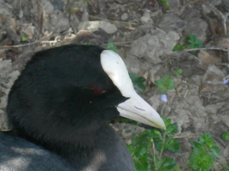 Scatti dalla Camargue