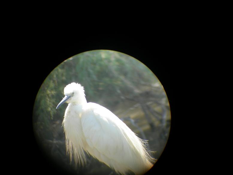 Scatti dalla Camargue