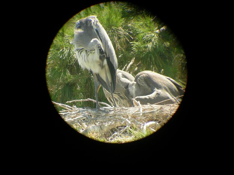 Scatti dalla Camargue