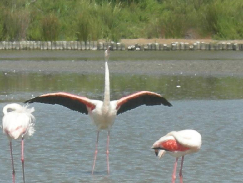 Scatti dalla Camargue