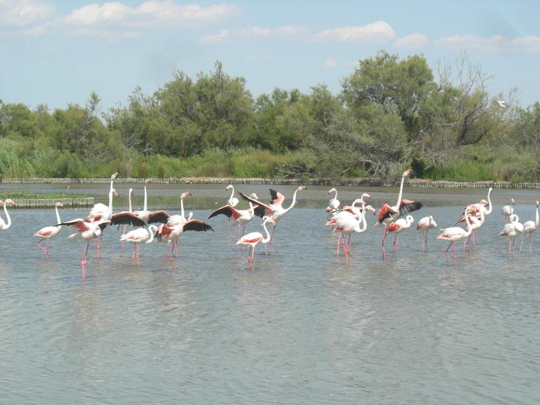 Scatti dalla Camargue