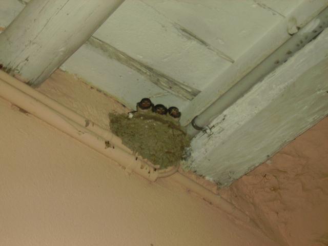 Hirundo rustica e i suoi piccoli