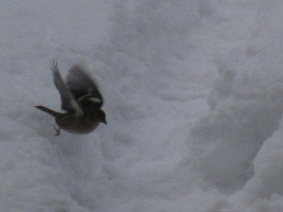 ancora uccelli dal mio giardino