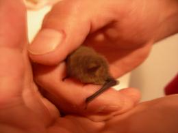 Pipistrello nano