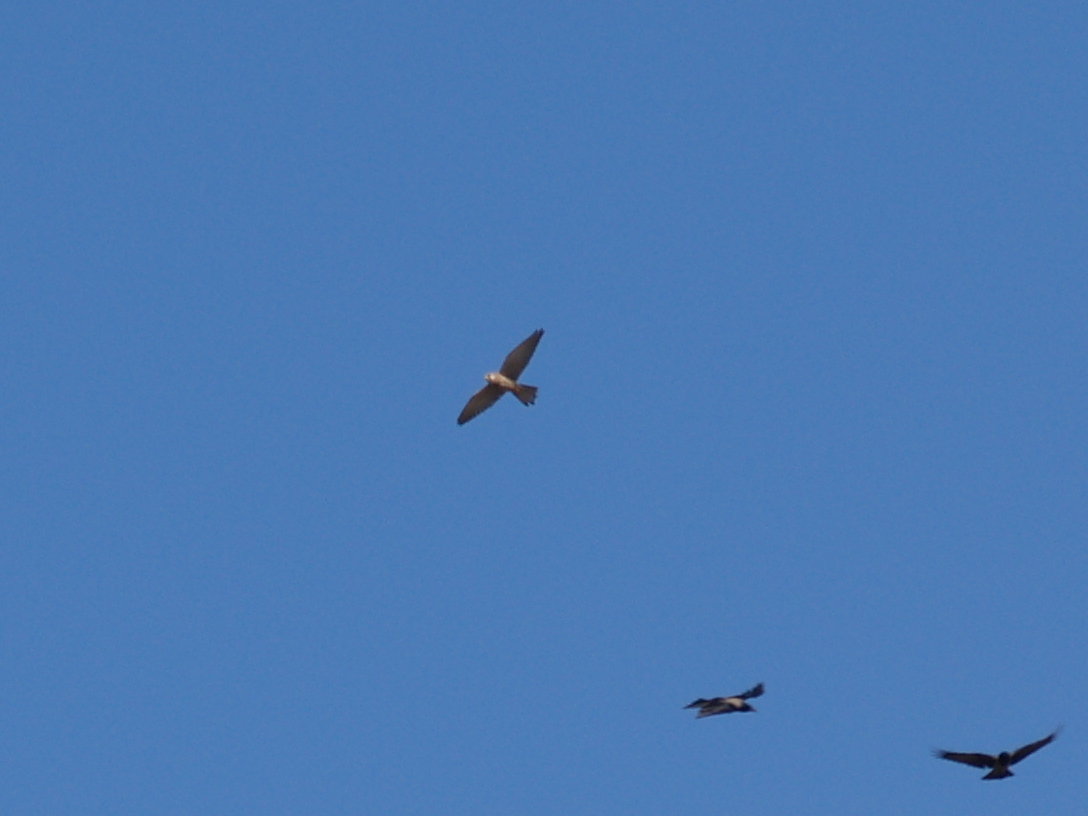 rapace da identificare