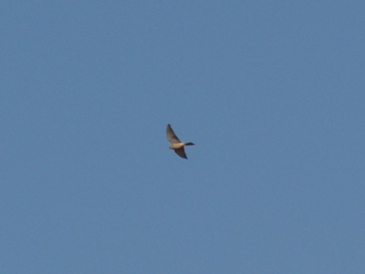 rapace da identificare