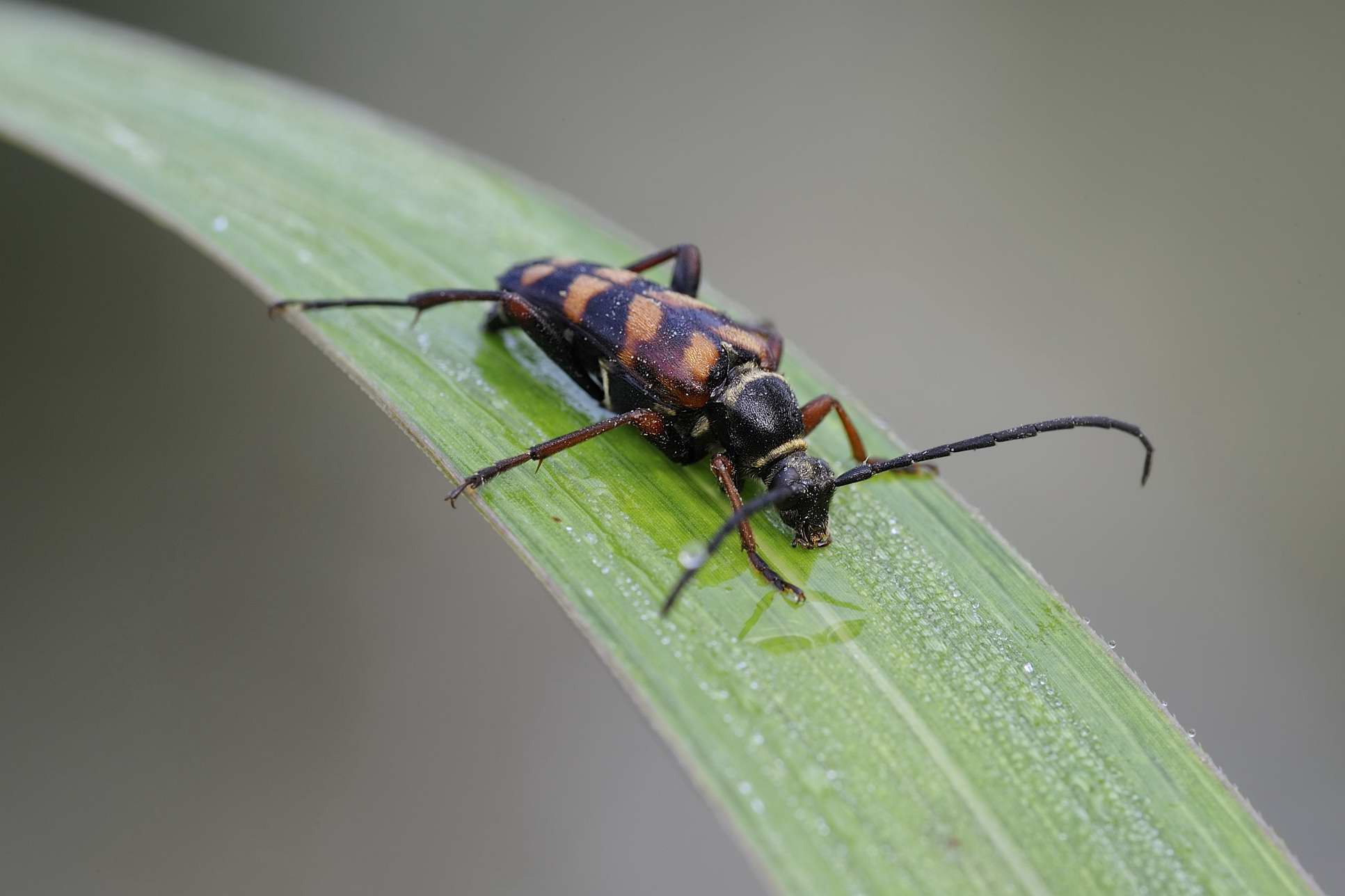 Leptura aurulenta  (Cerambycidae)