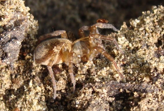 Trochosa sp.