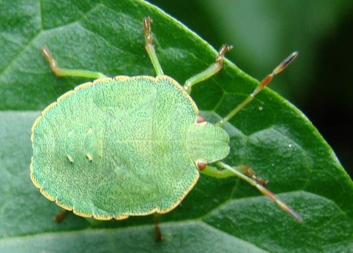 Palomene prasina